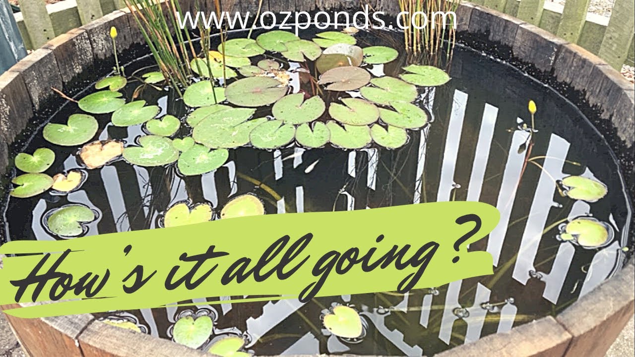 Wine barrel pond| No pump| Update