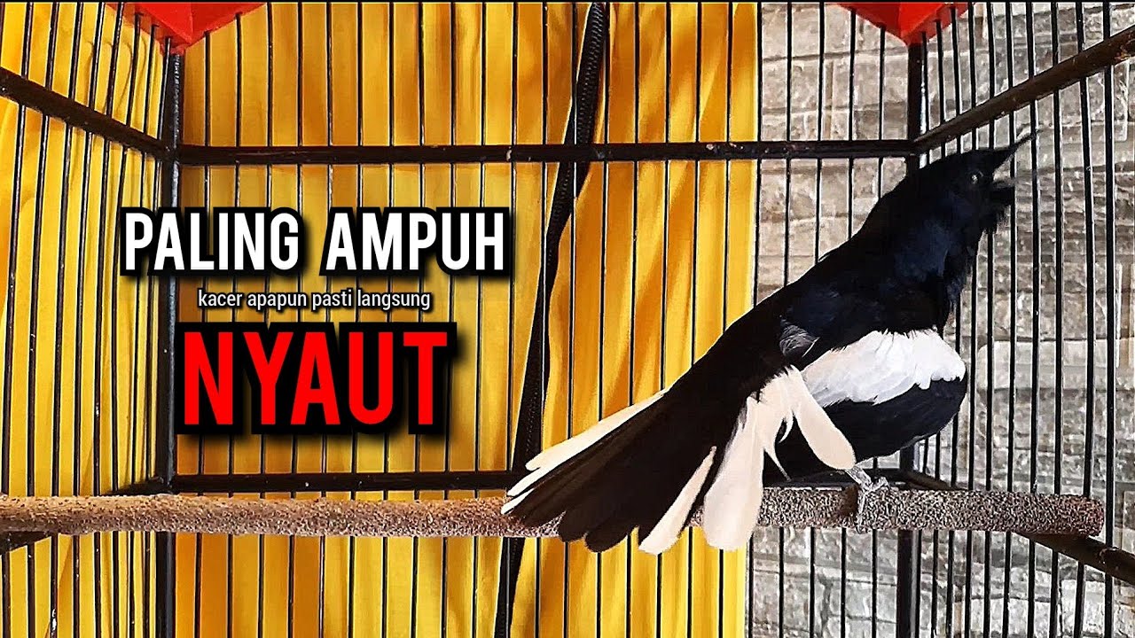 kacer gacor NGEPLONG tarung ini paling ampuh buat PANCINGAN KACER agar EMOSI