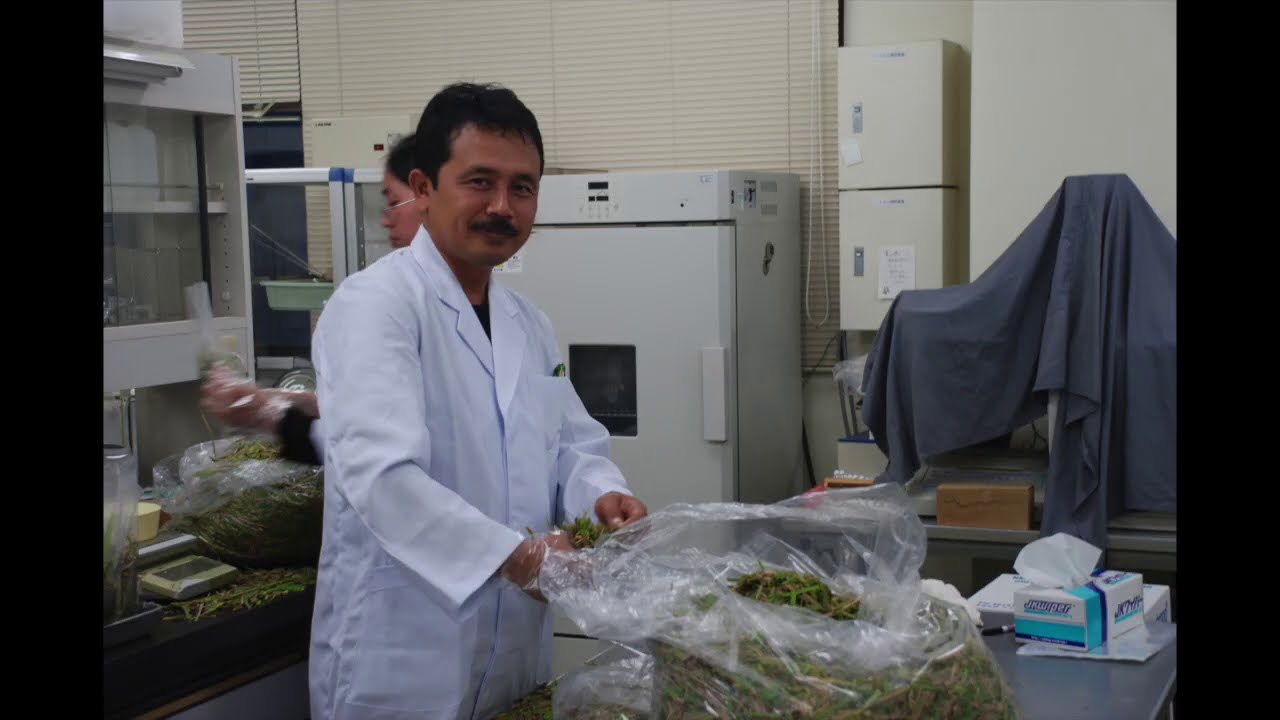 SILASE RUMPUT ALA JEPANG