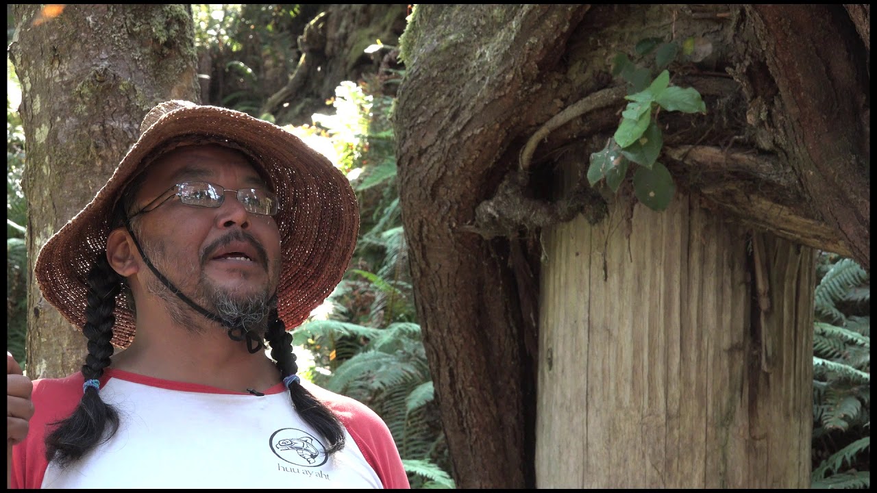 Vancouver Island Tree Stories WESTERN RED CEDAR (TRADITIONAL)