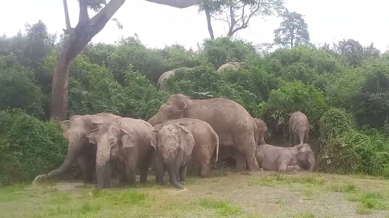 Bal-bal Bacha! Jangli Haathi Ne Insaan Ko Lagbhag Kuchal Diya 😳|JungleVerse X 