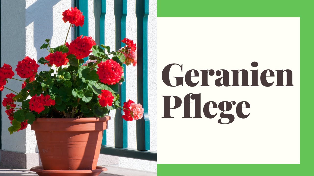 Geranien Pflege - So geht's