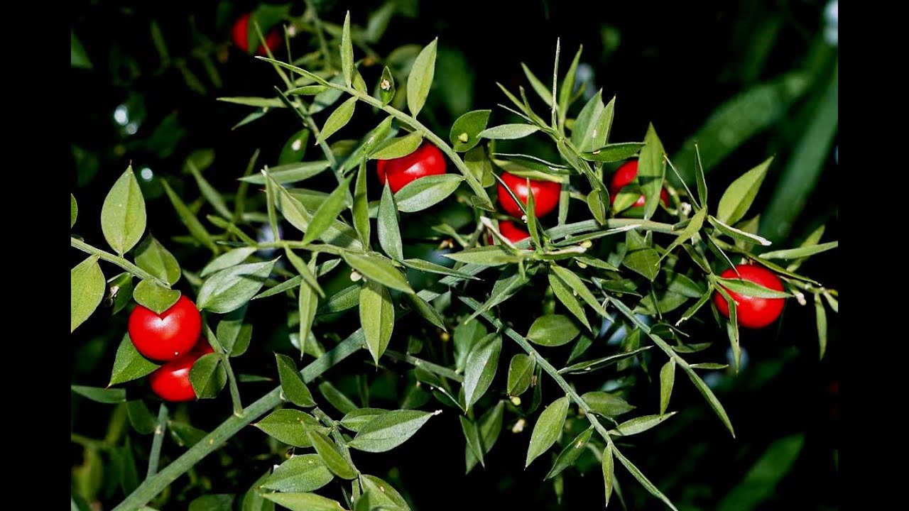 Ruscus aculeatus (pungitopo)