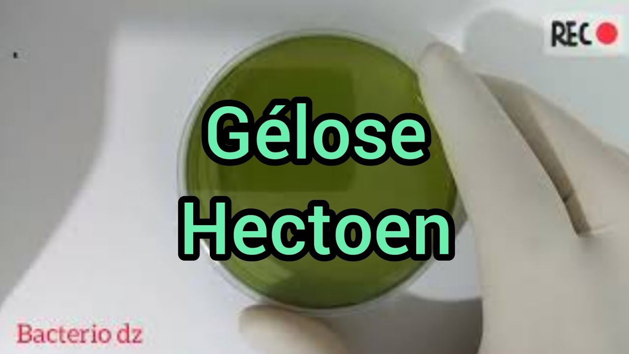 Gélose hectoen