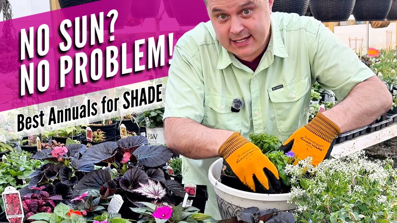 Bloom in the Gloom: My Favorite Annuals for Shade (Proven Winners + More)