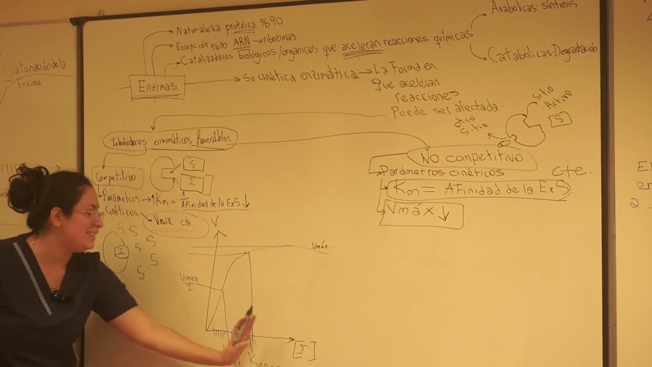 Clase 24. Enzimas y regulación  Repaso de células. (Curso Privado)