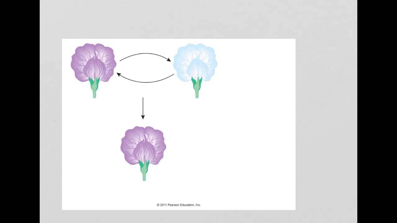 Mendelian genetics, sweet pea examples