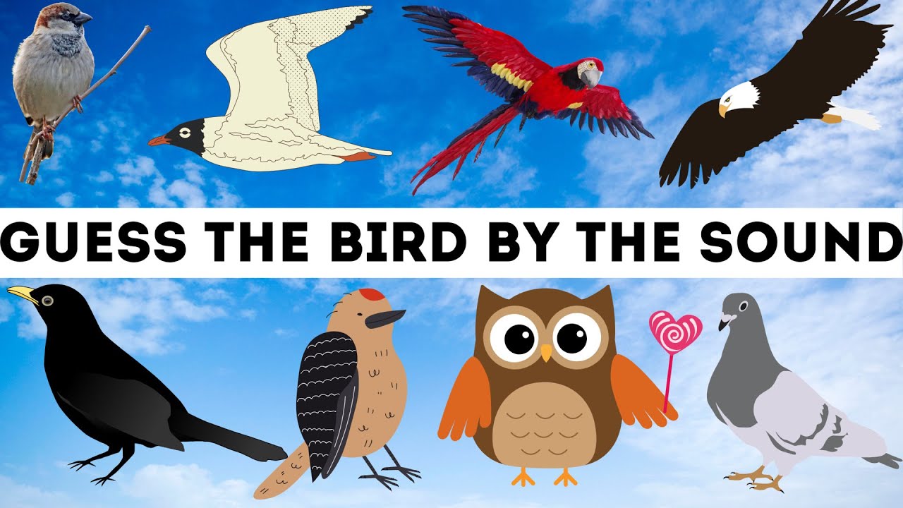 Guess the bird by the sound. Educational video for kids. Eagle Owl Sparrow Dove Crow Seagull Parrot.