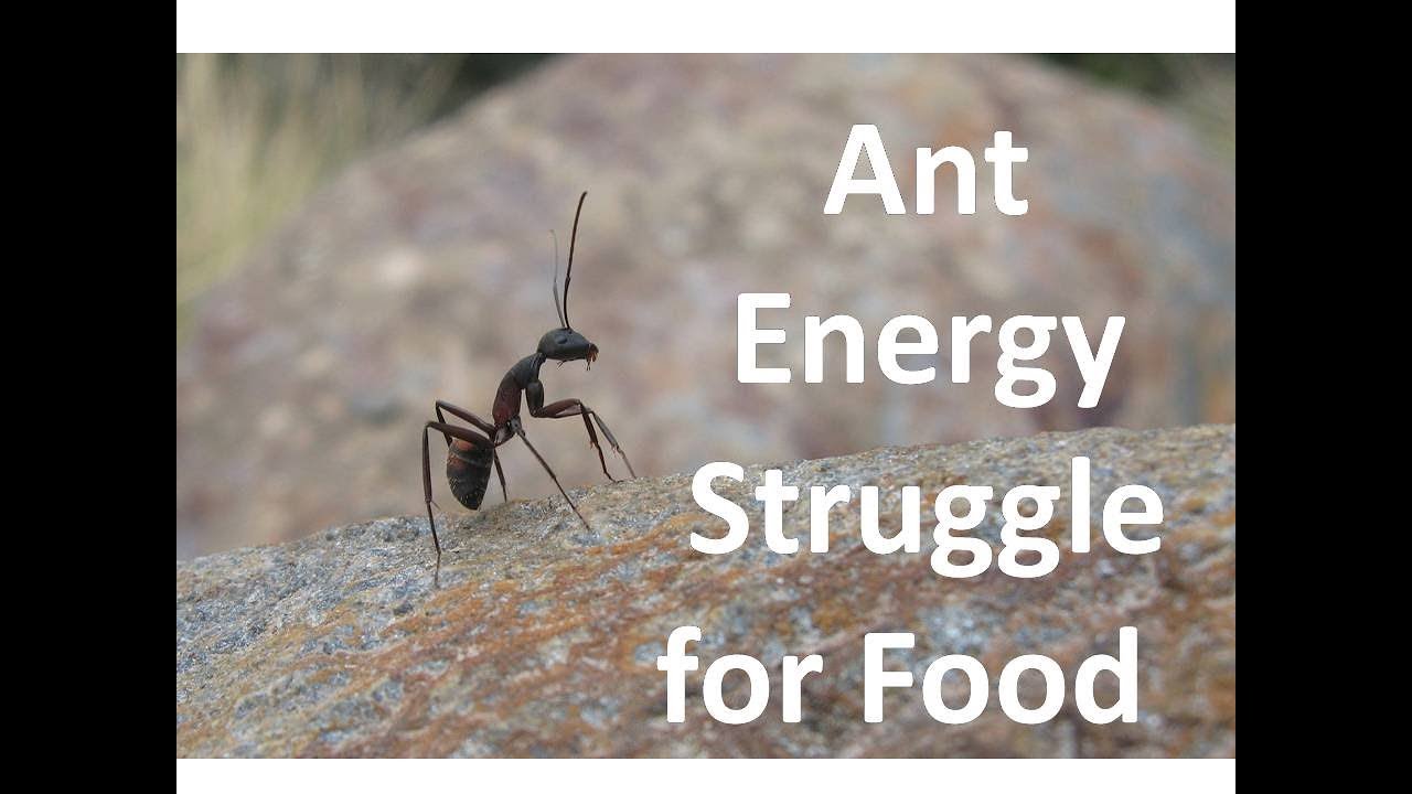 ant energy | how ant struggle for survival | free need energy of ant for food