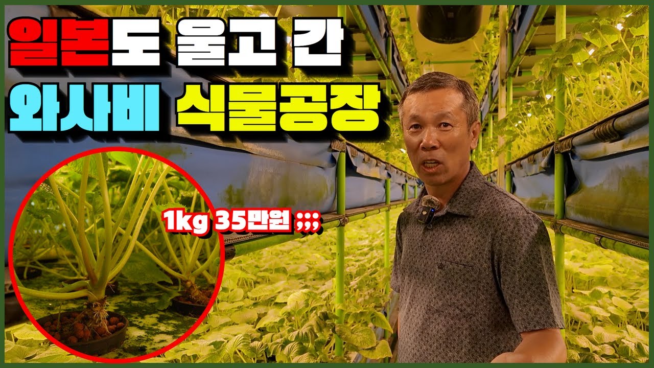 세계 최초 와사비 스마트팜 세워 대박 노리는 60대 대표님