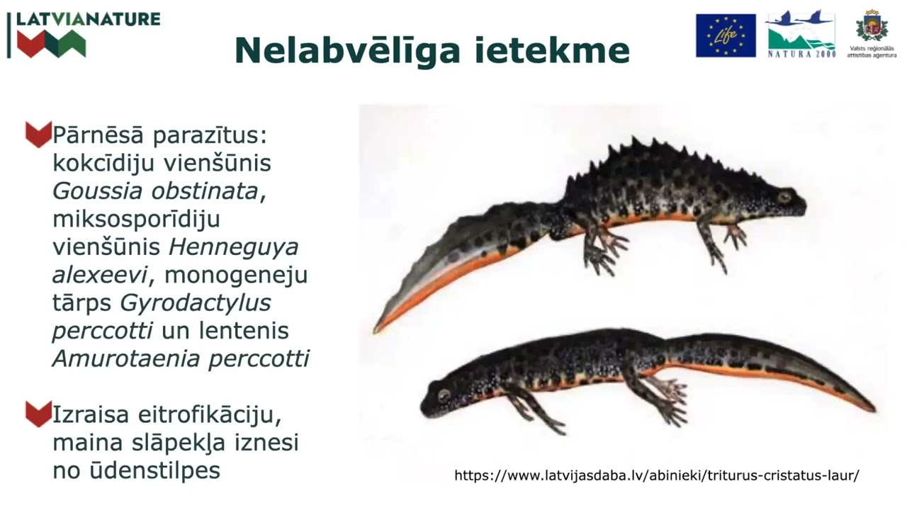 Prioritārā invazīvā dzīvnieku suga: rotans Perccottus glenii