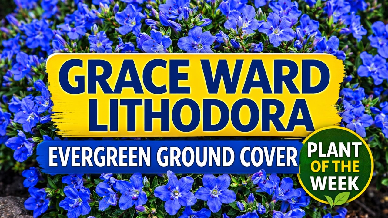 Grace Ward Lithodora &ndash; Evergreen Ground Cover With Stunning Blue Flowers