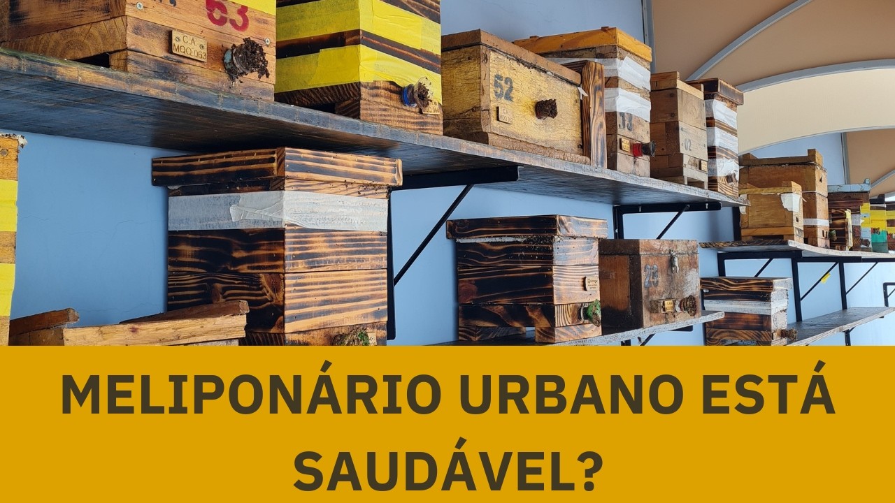 COMO ESTÃO AS ABELHAS DA CIDADE?
