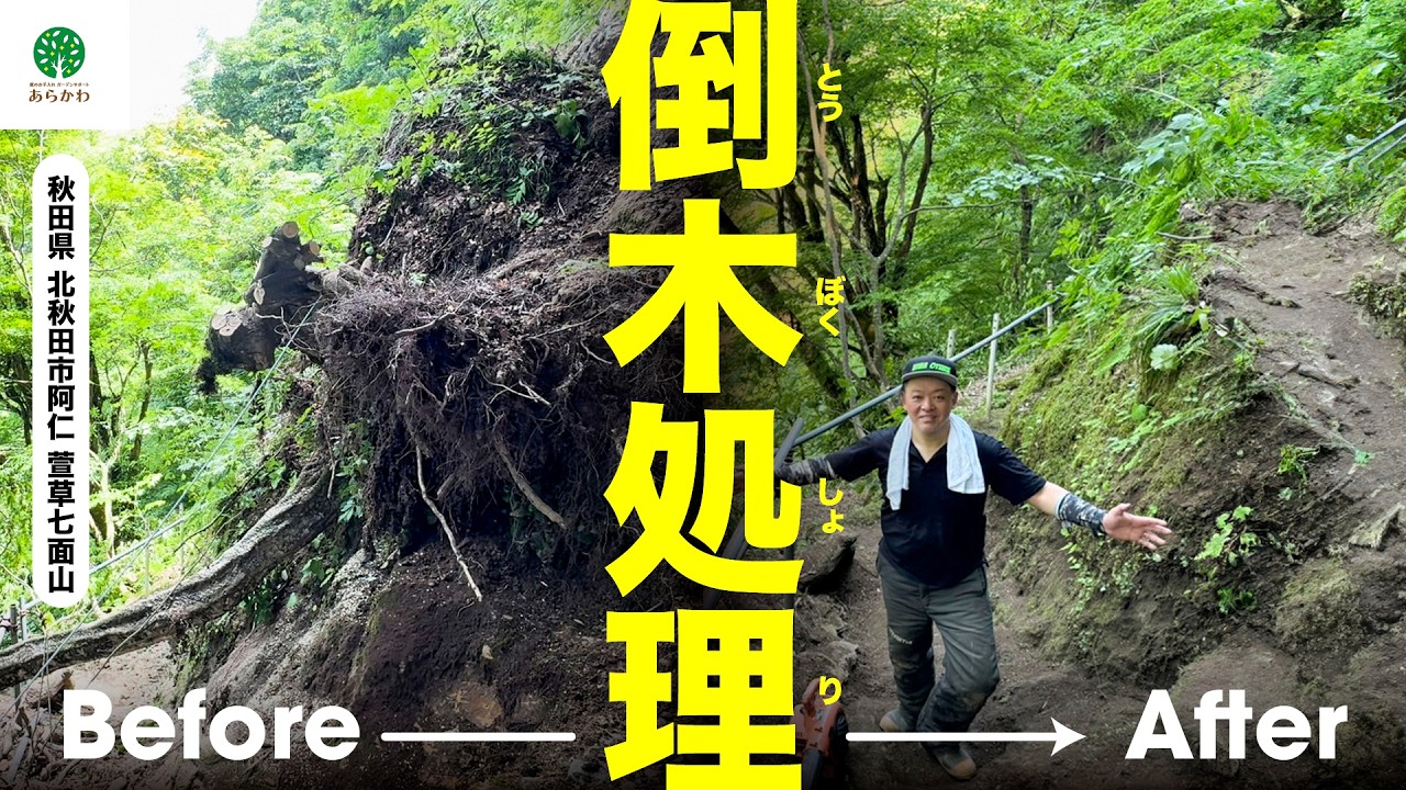 【倒木処理】大自然の洗礼を受けながらの作業でした！#gardening #tree #solution #akita #japan #felling  #伐採 #剪定 #dangerous