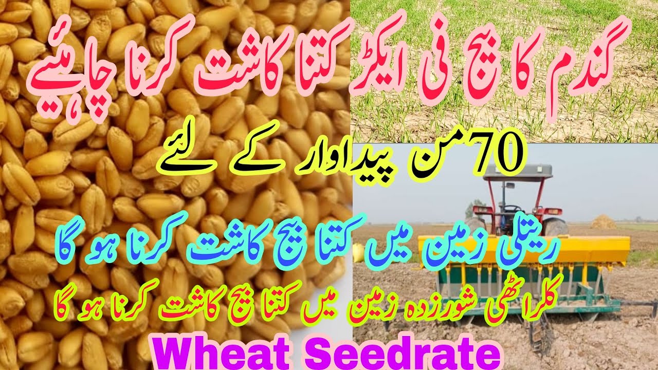 Wheat Seedrate to get High Grains Yield | Optimum Seed rate for Wheat | Wheat seed sowing quantity