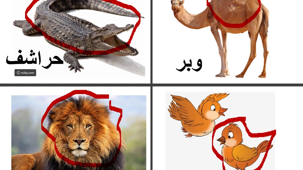 الصف الأول - التربية الوطنية والحياتية - خصائص الحيوانات