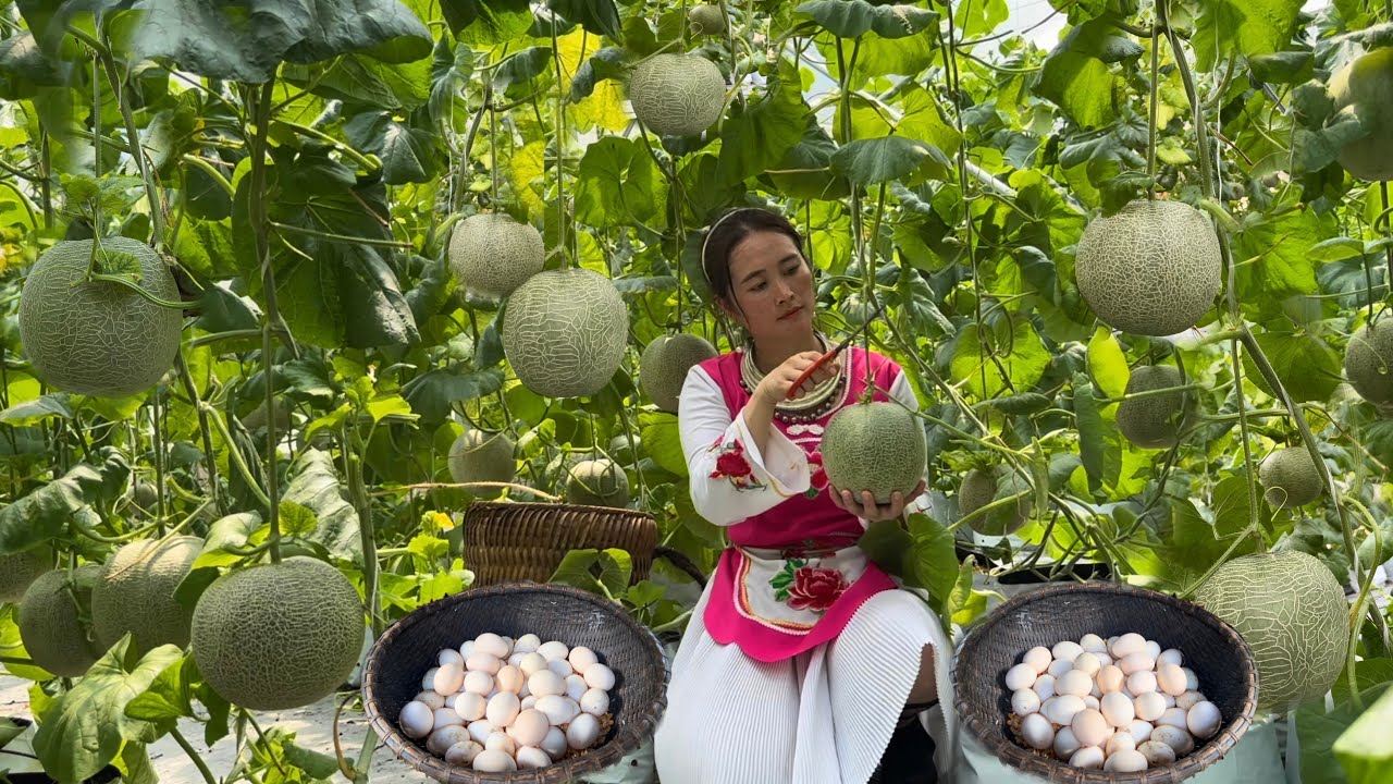 Thu hoạch dưa xanh, Trứng gà, Vịt đem ra chợ bán, làm máng ăn cho lợn
