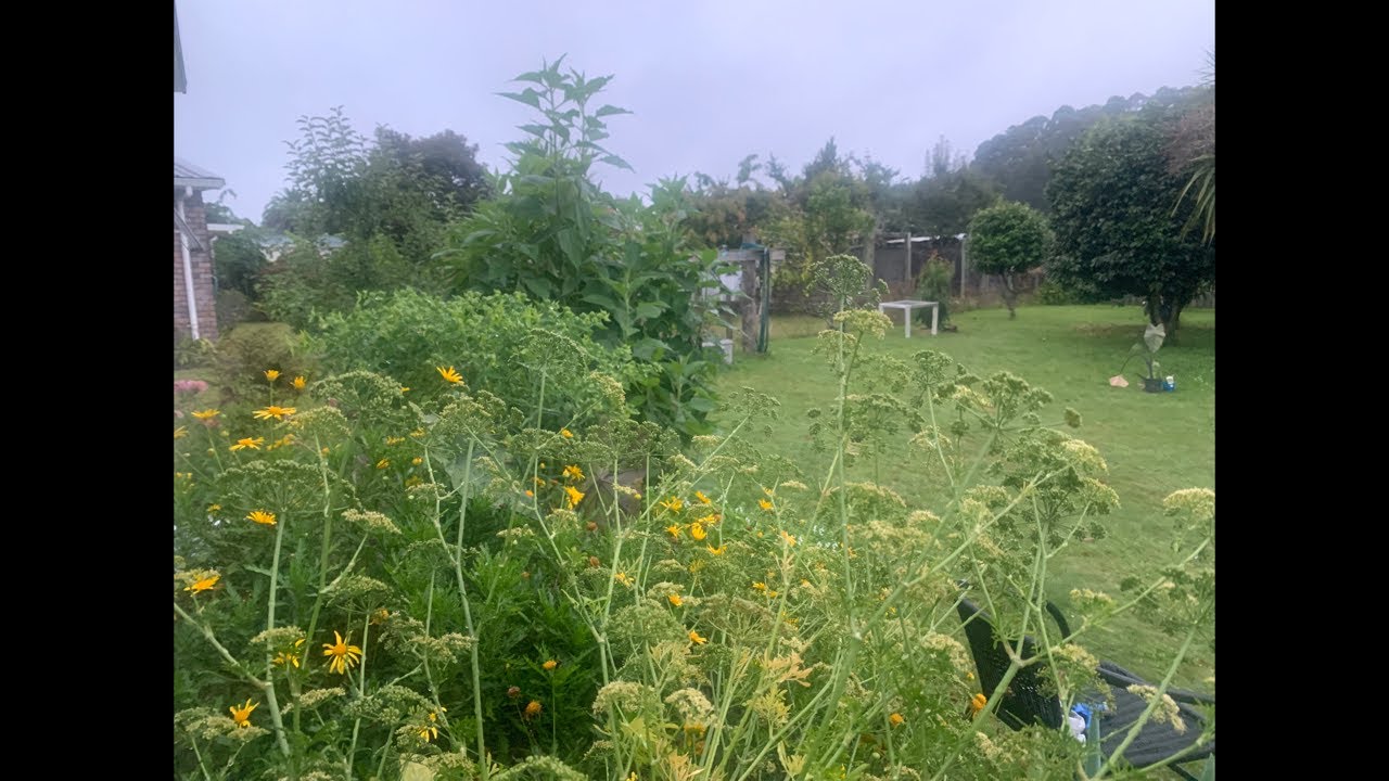 Rainy windy weather live evening