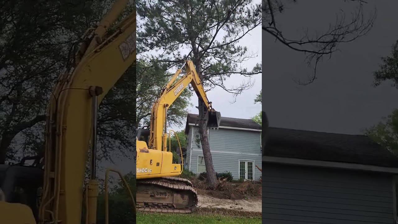 Down goes the old Pine!! 