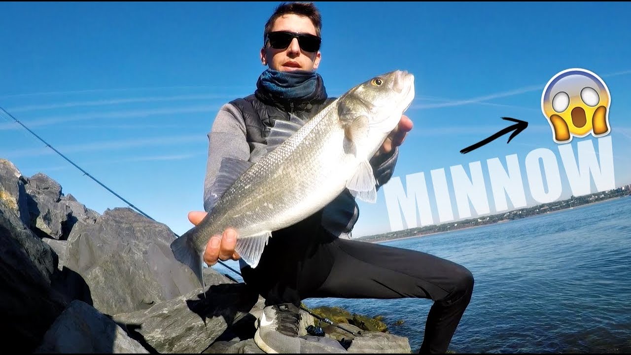 NUEVO SEÑUELO y además EFECTIVO 🔥 | MINNOW | VINILO | SPINNING |