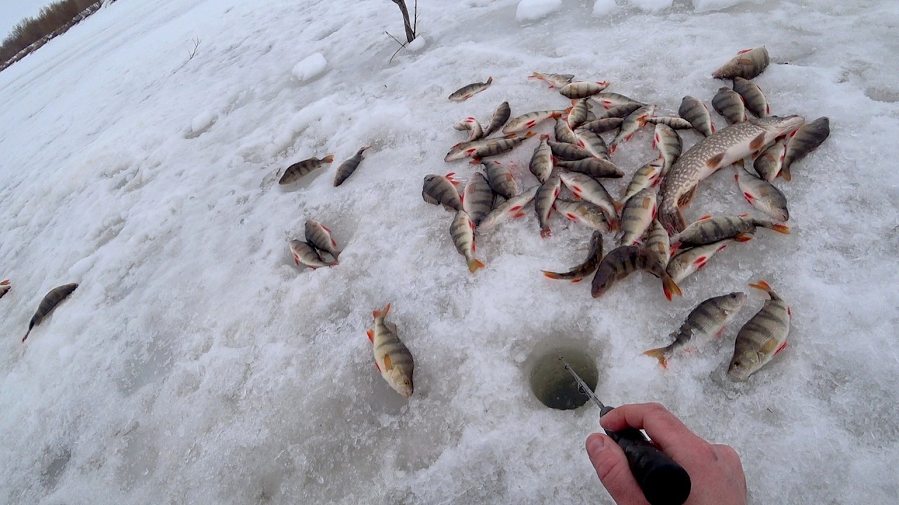 Огромные окуни и щуки на гигантские приманки. Гора рыбы с одной лунки. Fishing