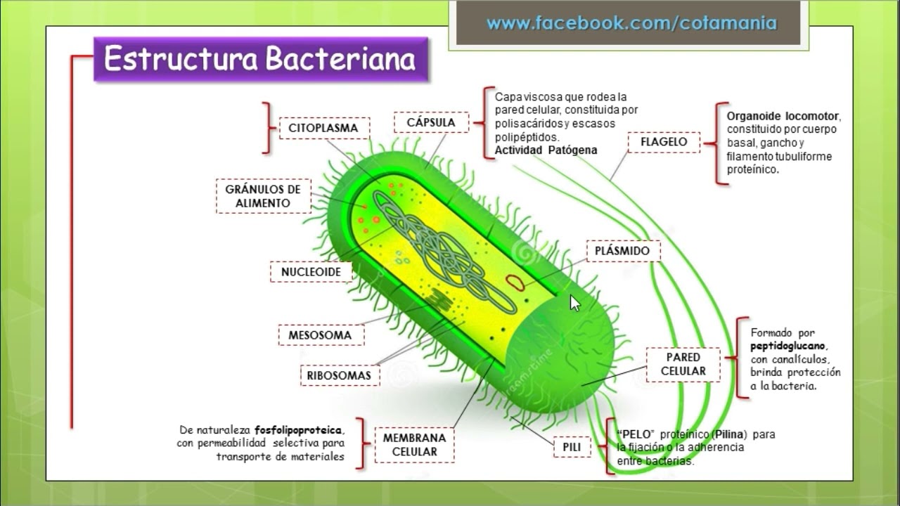 BACTERIAS  | CELULA PROCARIOTA | Cotamania