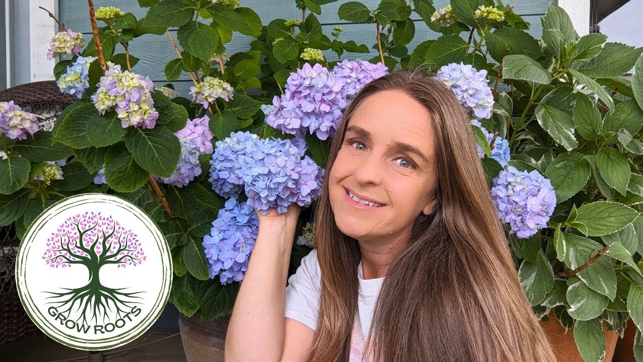 How To Grow & Care For Hydrangeas in HOT Climates!! #northtexasgarden #hydrangeas