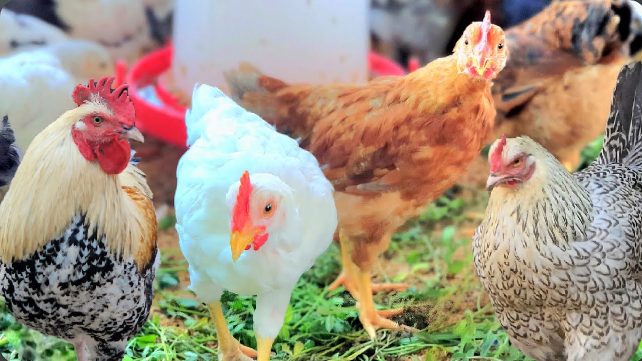 How to Start Desi Poultry Farming
