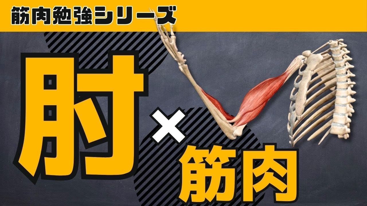 【肘×筋肉】肘関節の動き＆主要な筋肉がすべてわかる動画