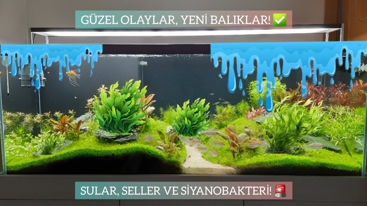 En Korkulan Senaryolar Yaşandı! (Cyanobacteria ve Su Taşması 🥲🤧)