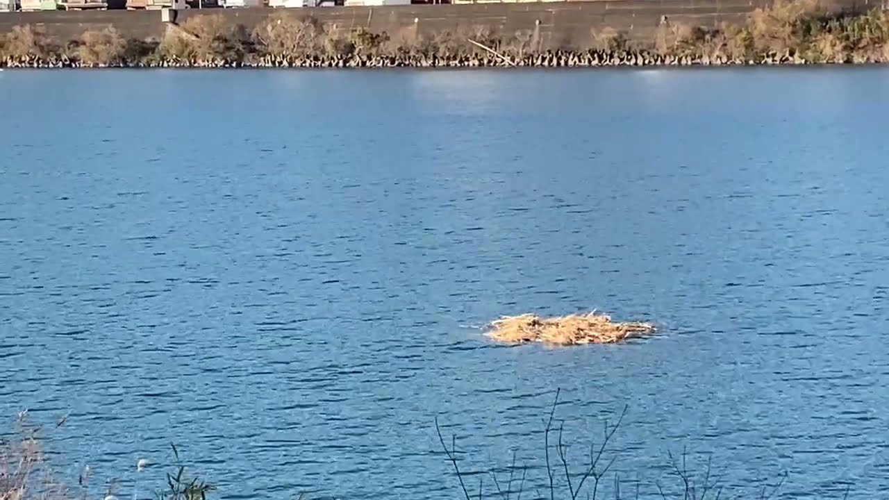 水の手　熊野川に浮島出現