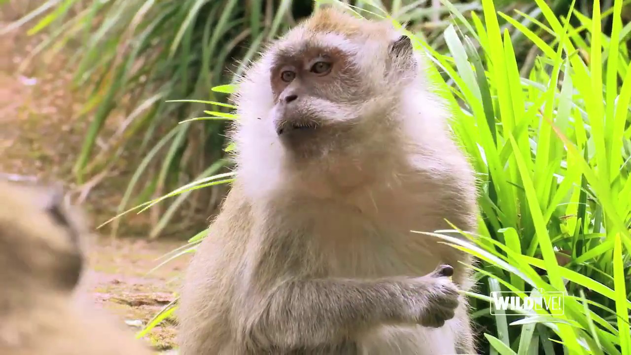 WILDLive! - Macaques - S01 E05