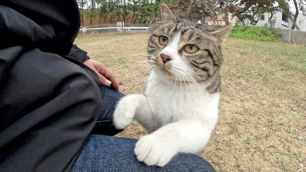 Кот пытается залезть на тело человека, мяукая милым голоском.
