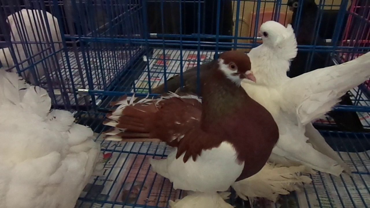 выставка голубей исилькуль