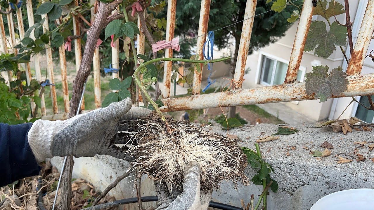 Böğürtlen Köklendirme #blackberry#pruning#agri#kesfet#4k#nature#fruit@ahmetmece1091@RENKLERVEZEVKLER
