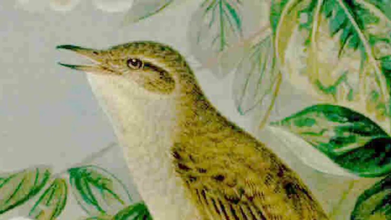 Common Nightingale Sound Video: Nightingale Singing at Night Bird Songs