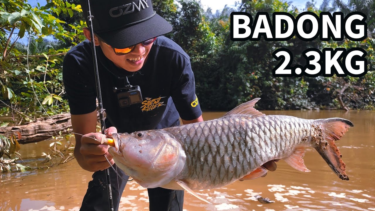 8 | BOTAK MANCING SEBARAU | BADONG 2.3KG
