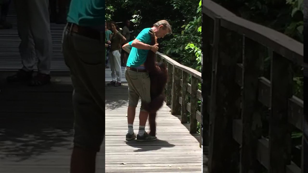 Tourists grapple with orangutan at Sepilok Orangutan Rehab Centre