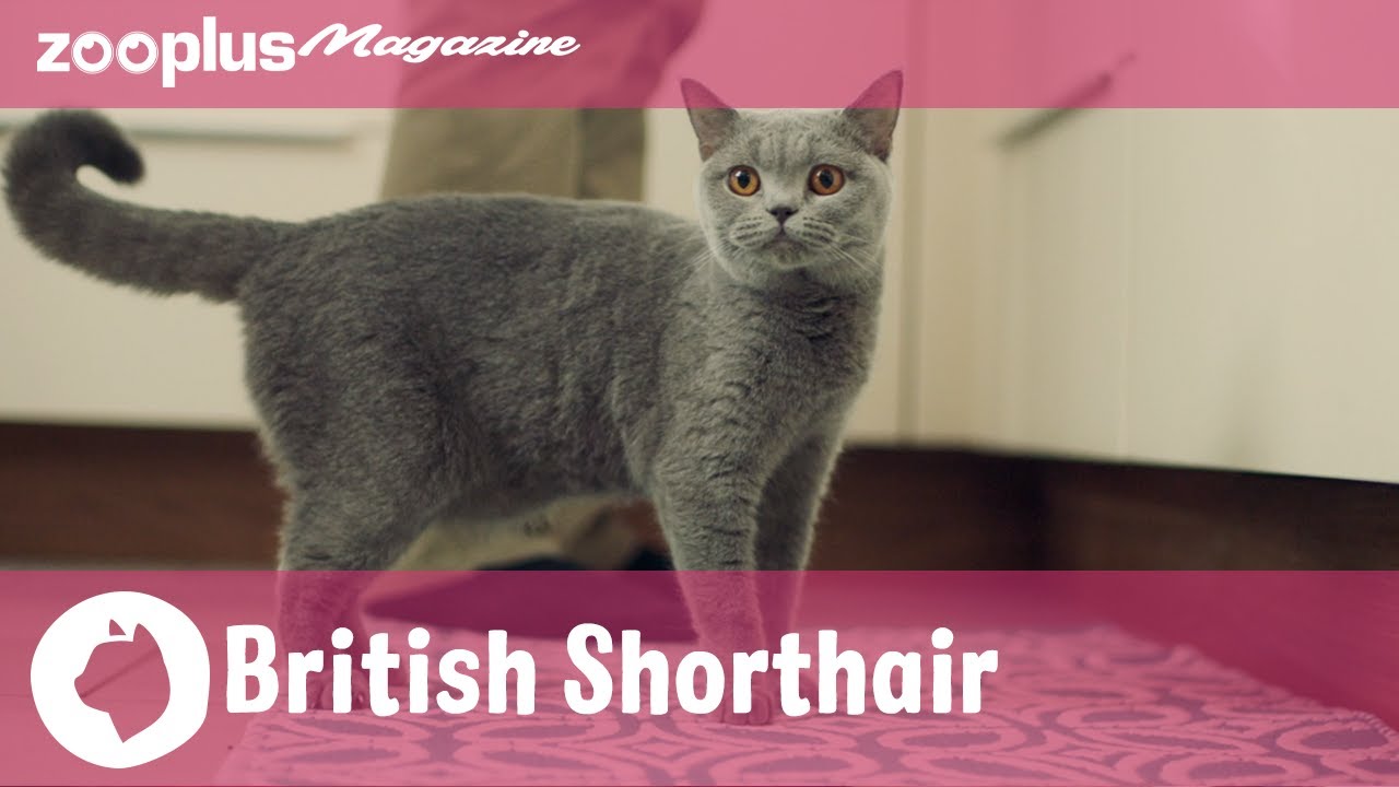 British Shorthair breed portrait: Character, care & nutrition