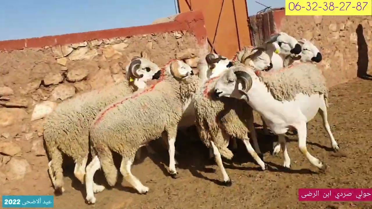 🎬🚨 سلسلة تفريق 🚚لحوالا 🐏🏅 مستمرة  سيفطنا 7 لحوالا  المدينة  بركان🍊 الله  يوصلهم  على خير ♥️