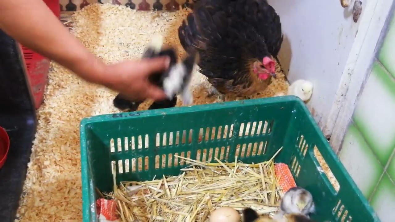 بعد مرور 48 ساعة : طريقتي في استقبال كتاكيت البراهما و الديك الرومي ( بيبي )