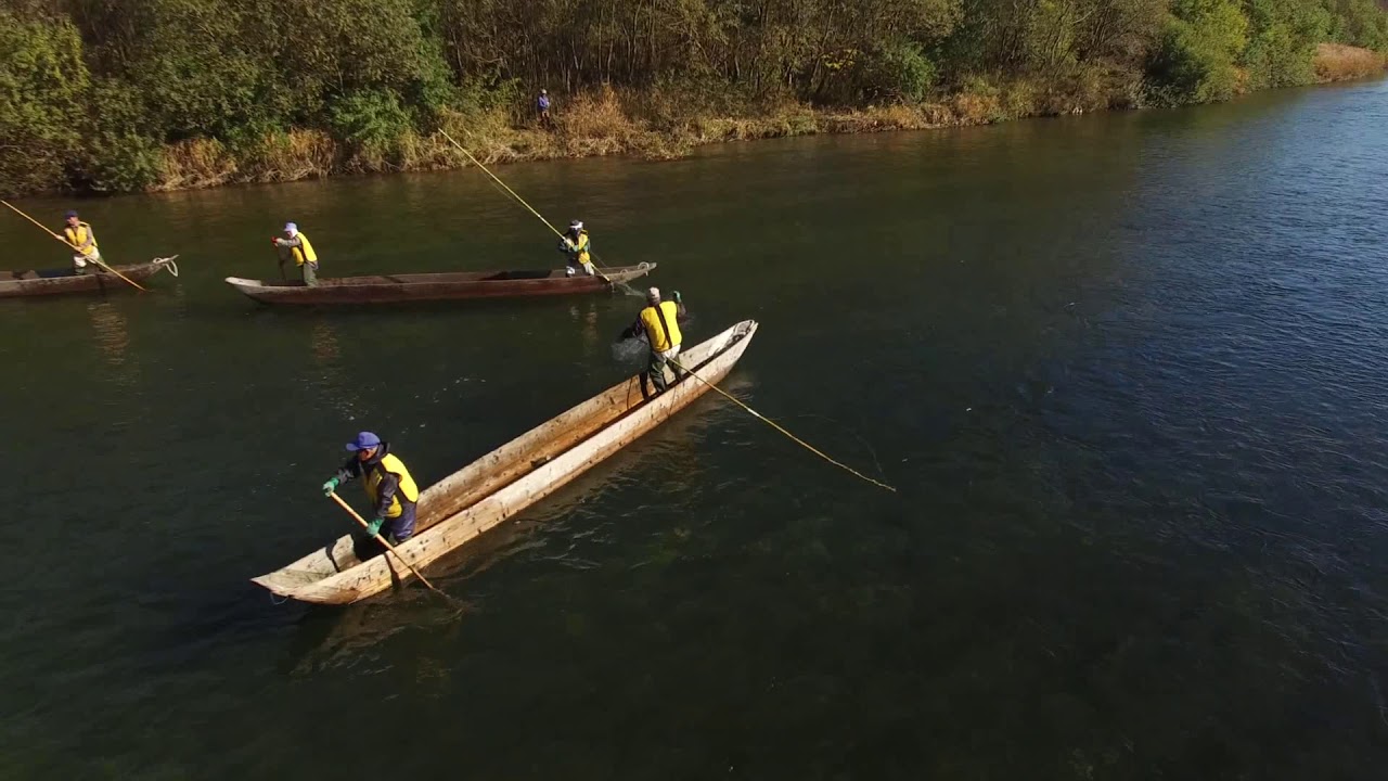 いぐり網漁（村上の伝統鮭漁）Traditional salmon fishing Iguriamiryo in Murakami, Japan