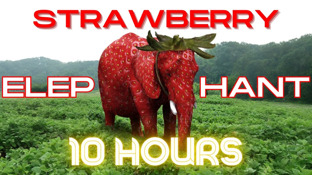 Strawberry Elephant 10 Hours