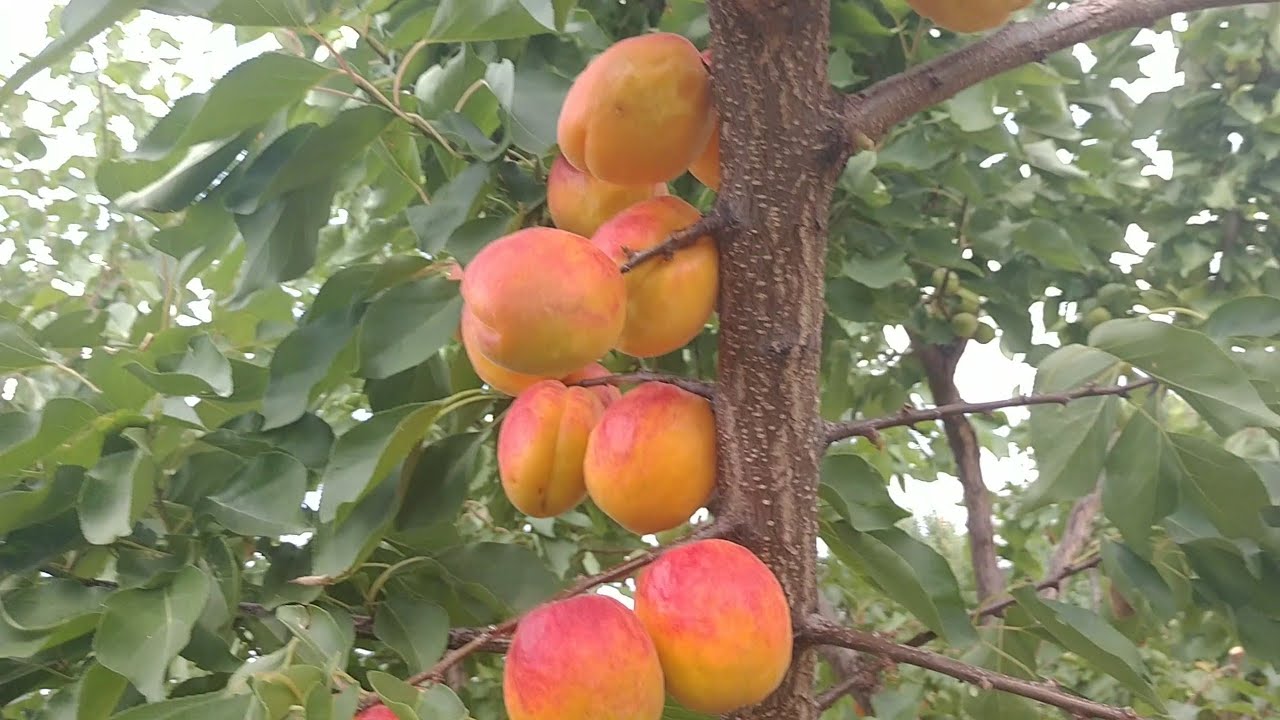 Абрикос Кулгат (apricot Koolgat). Первый урожай красивых, вкусных и качественных плодов.