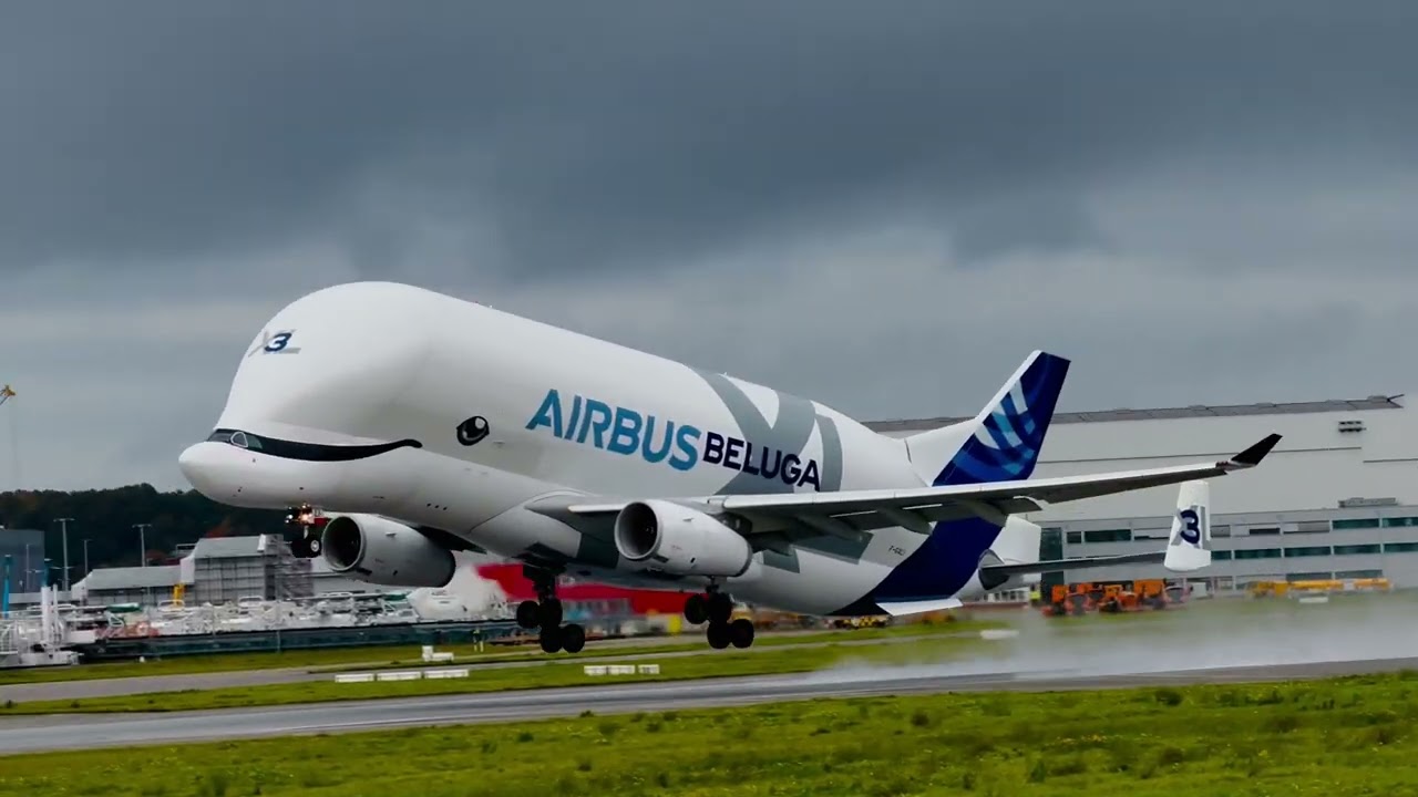 Belugas in Hamburg