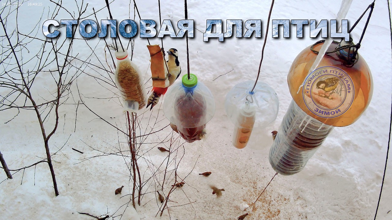 Кормушка для птиц 24 февраля 2026 года | дятел | (09)