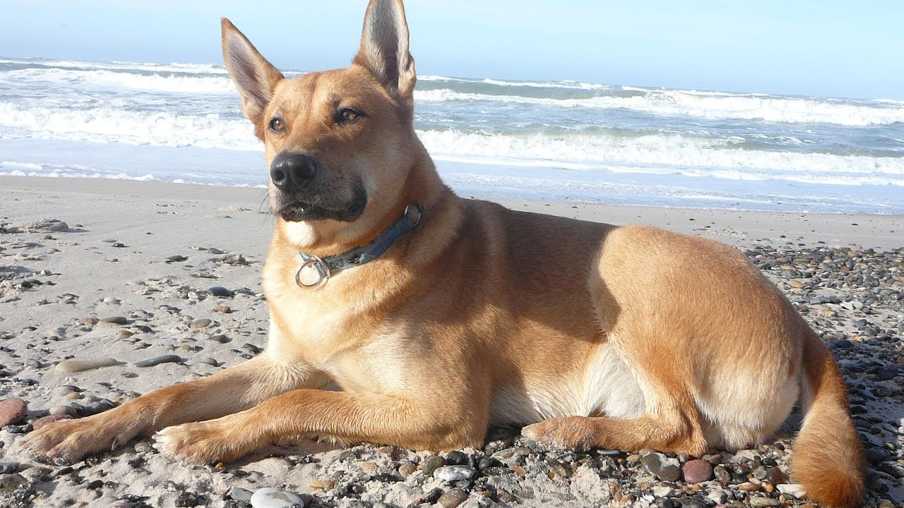 Carolina Dog