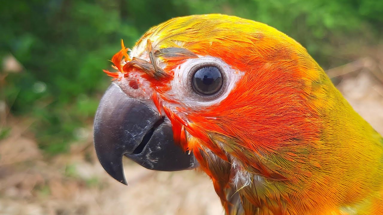 Sun conure singing after shower : conure bird sounds 1 hour Funny bird sounds.