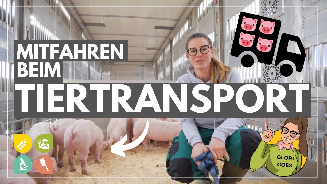 Glori goes Tiertransport | Wie werden Schweine in Deutschland transportiert?