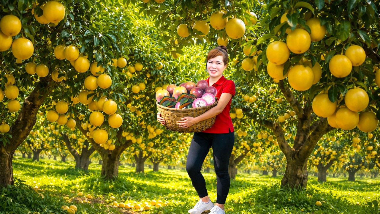 72 Hours Harvesting Fresh Star Apple 